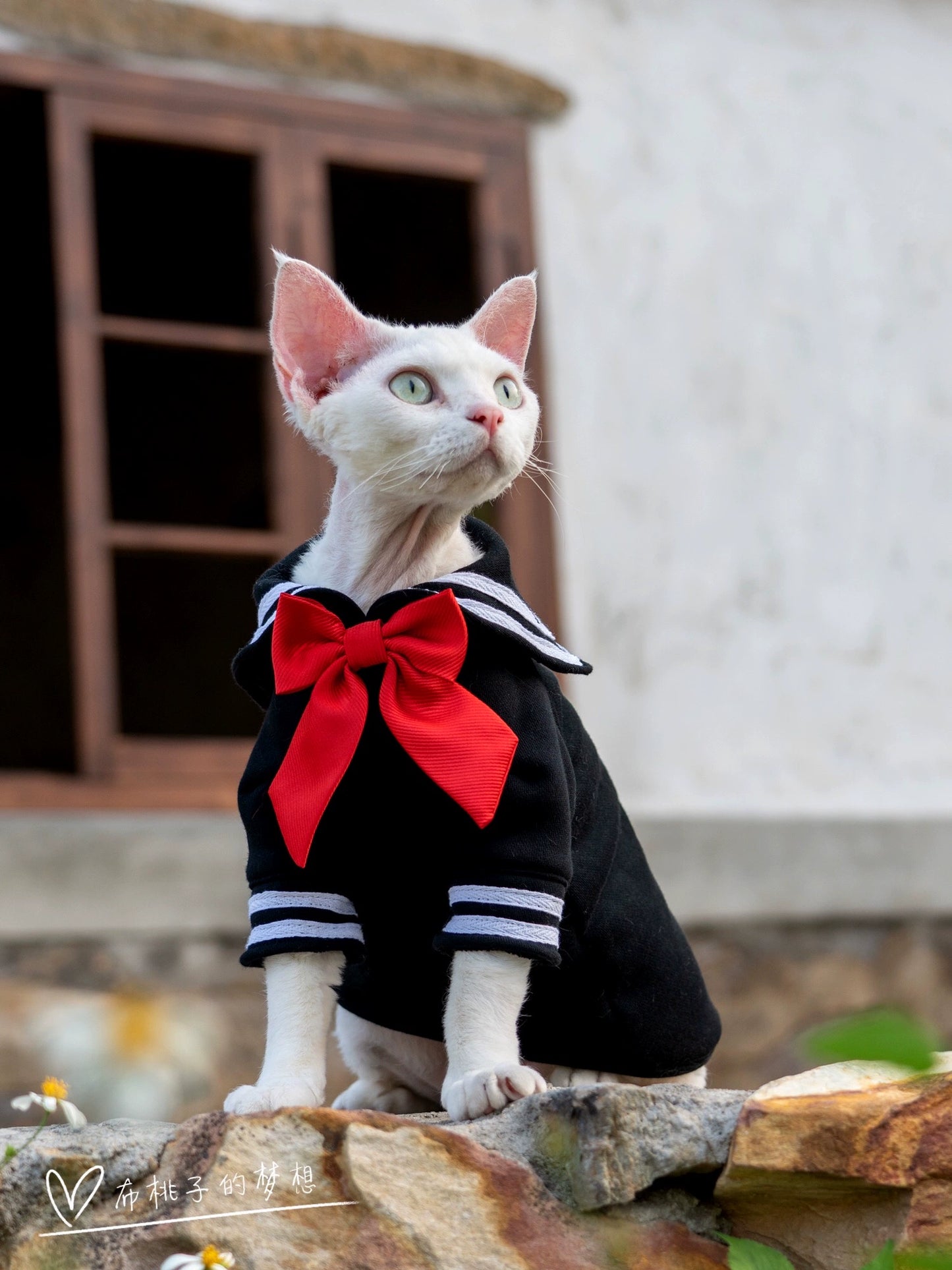 Gingerain Sailor Moon Beautiful Girl's Hairless Cat