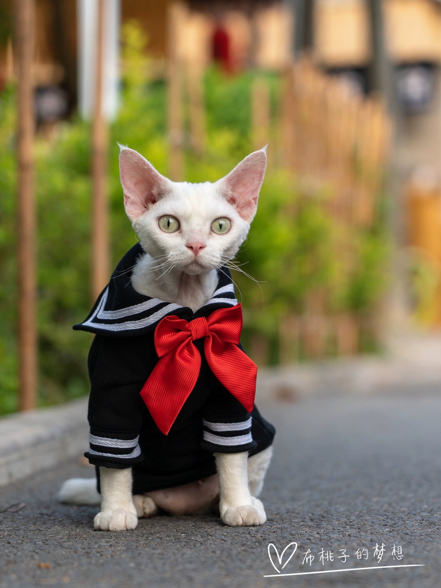 Gingerain Sailor Moon Beautiful Girl's Hairless Cat