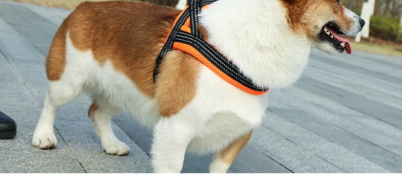 Teddy Chest and Back Collar Medium-Sized Dog Rope