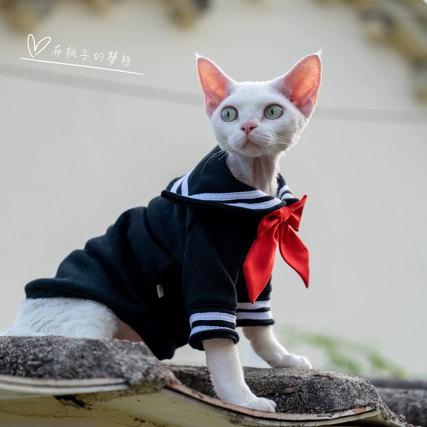 Gingerain Sailor Moon Beautiful Girl's Hairless Cat