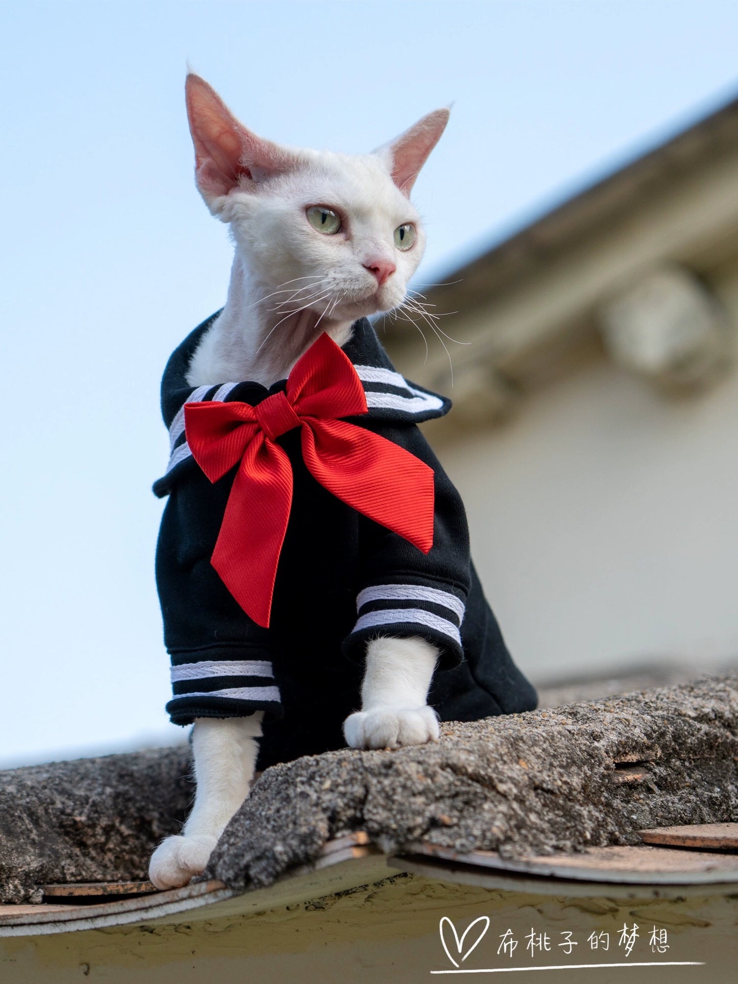 Gingerain Sailor Moon Beautiful Girl's Hairless Cat