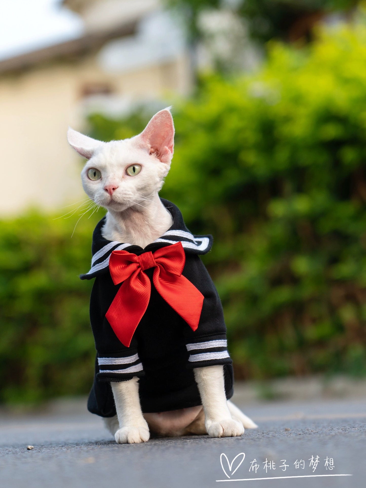 Gingerain Sailor Moon Beautiful Girl's Hairless Cat