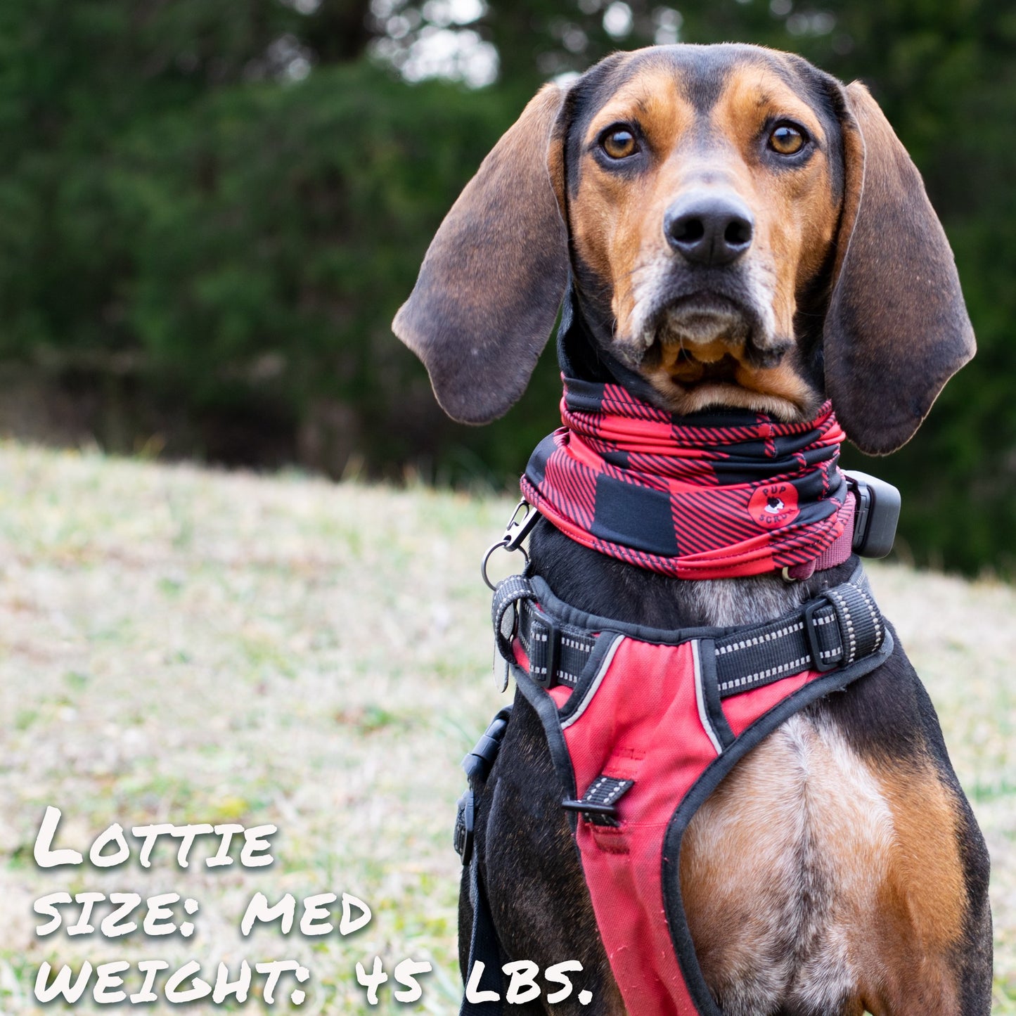 Buffalo Plaid Pup Scruff