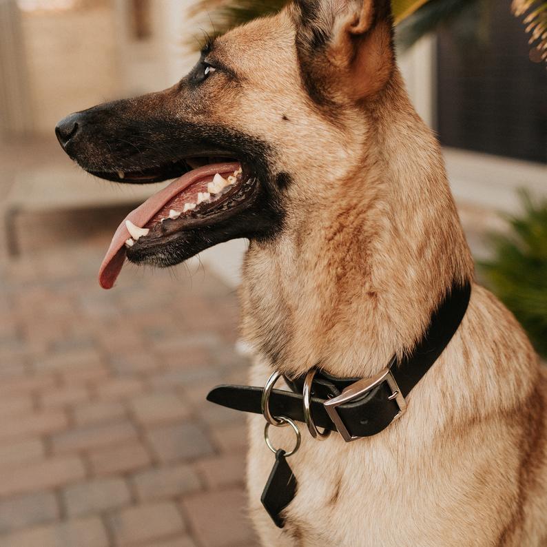 Classic Leather Dog Collars